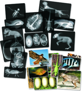 Animal X-Rays by Roylco
