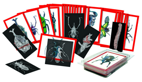 Insect X-Rays And Picture Cards Set - Image 2