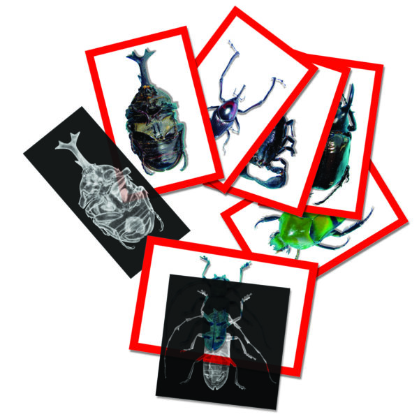 Insect X-Rays And Picture Cards Set