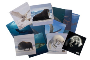Arctic X-Rays by Roylco