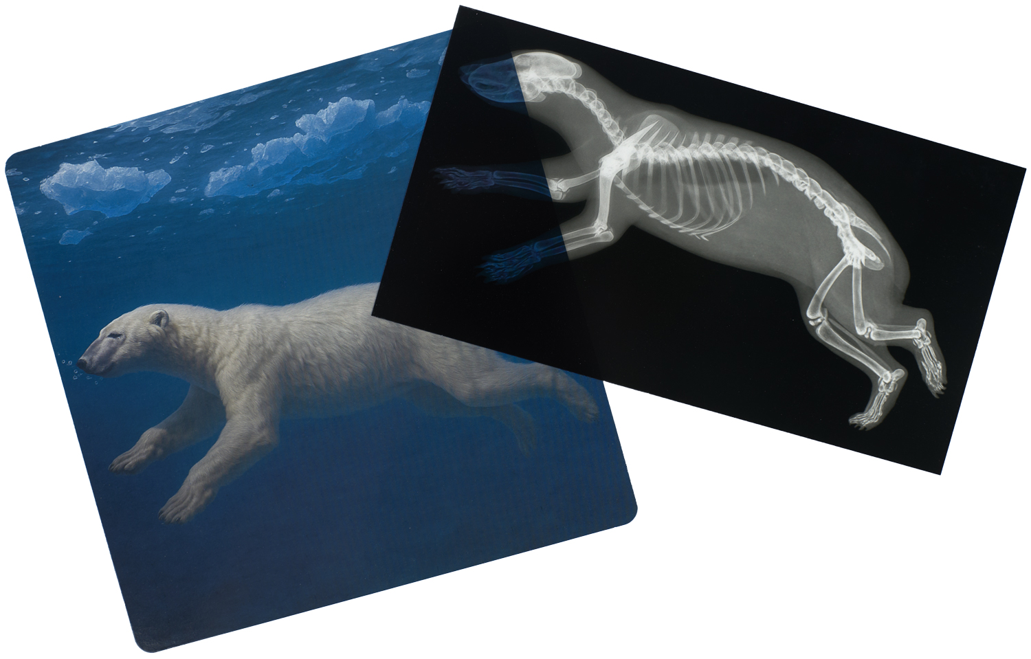 Arctic Animal X-Rays - Image 3