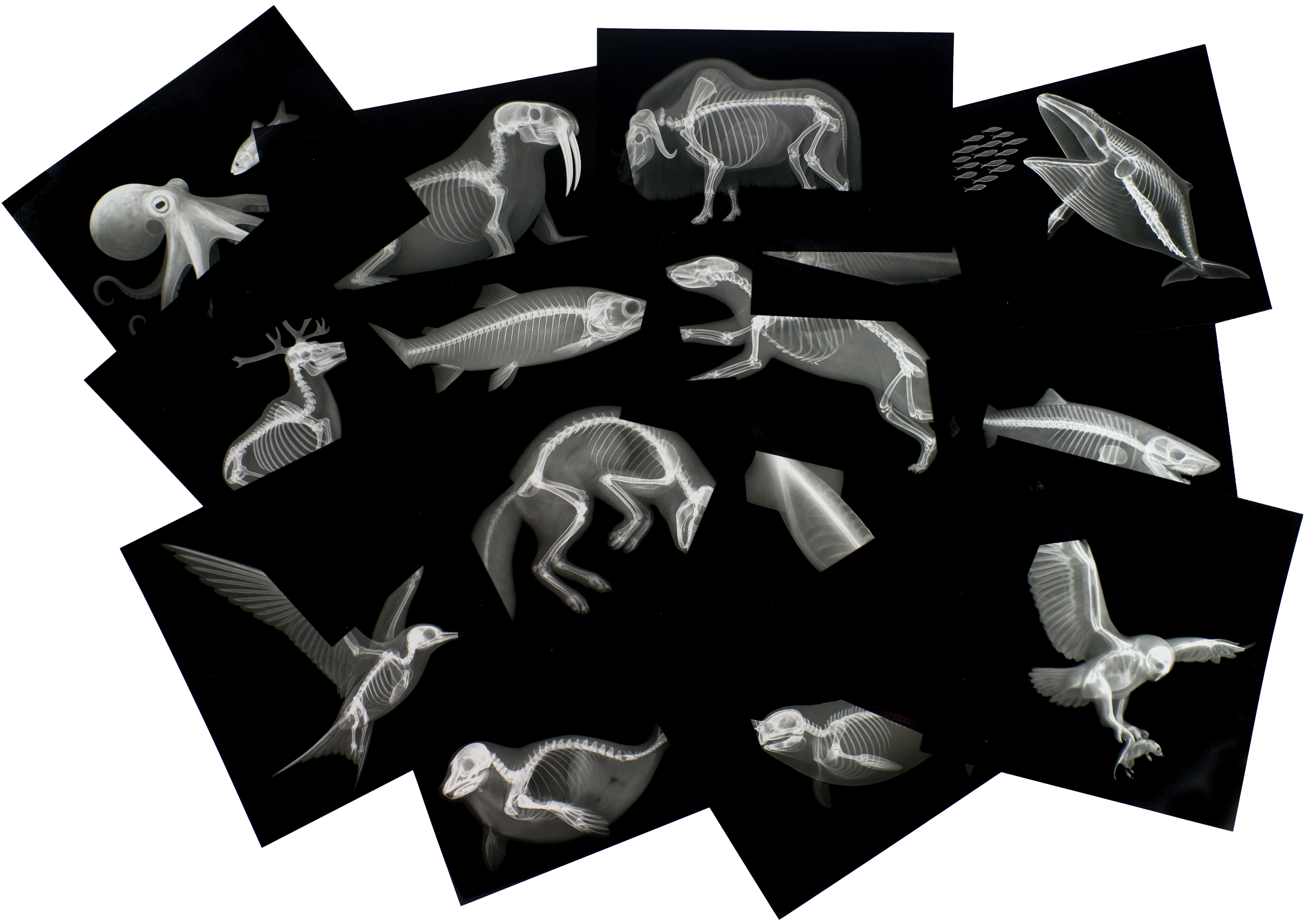 Arctic Animal X-Rays - Image 2