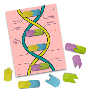 Roylco DNA builder, roylco hands-on science learning, dna learning activity, science lesson for school