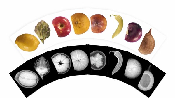 Plant X-rays - Image 4