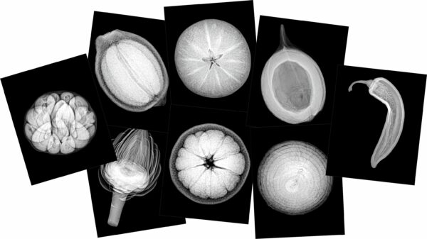 Plant X-rays - Image 3