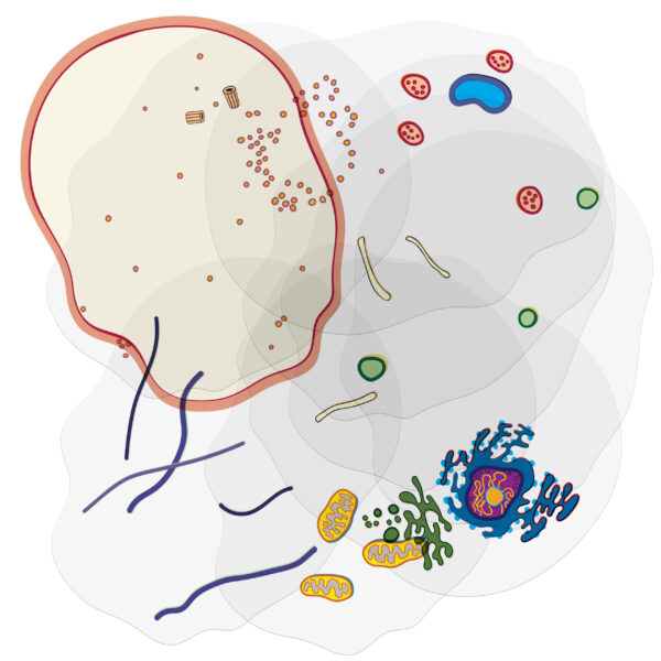 See-Through Animal Cell Builder - Image 2