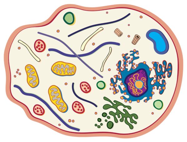 See-Through Animal Cell Builder - Image 3