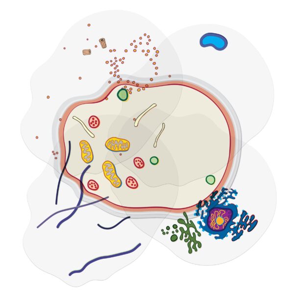 See-Through Animal Cell Builder - Image 4