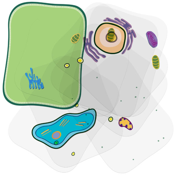 See-Through Plant Cell Builder - Image 3