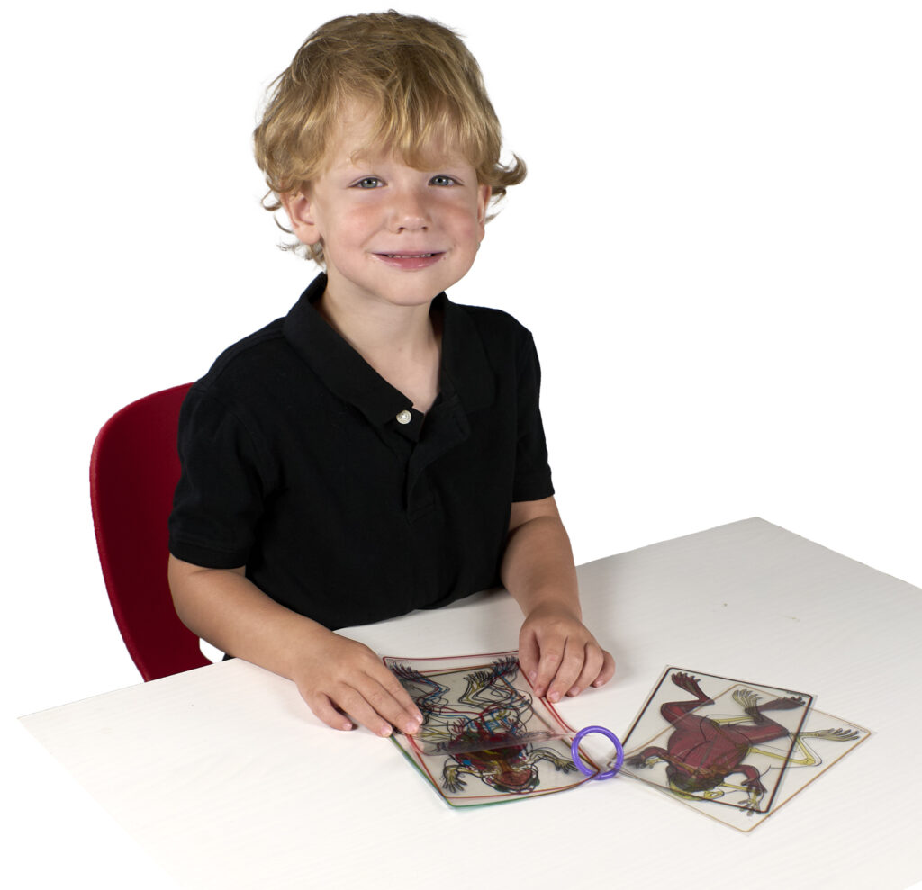 Frog dissections, dissection of a frog, frog dissections labeled, frogs, frog anatomy, frog diagram, frog dissection lab, Frog dissection kit, frog dissection guide, frog anatomy guide, frog anatomy guide, frog dissection kit, frog dissection worksheet, frog dissection guide, frog dissection simulation, frog dissection diagram labeled