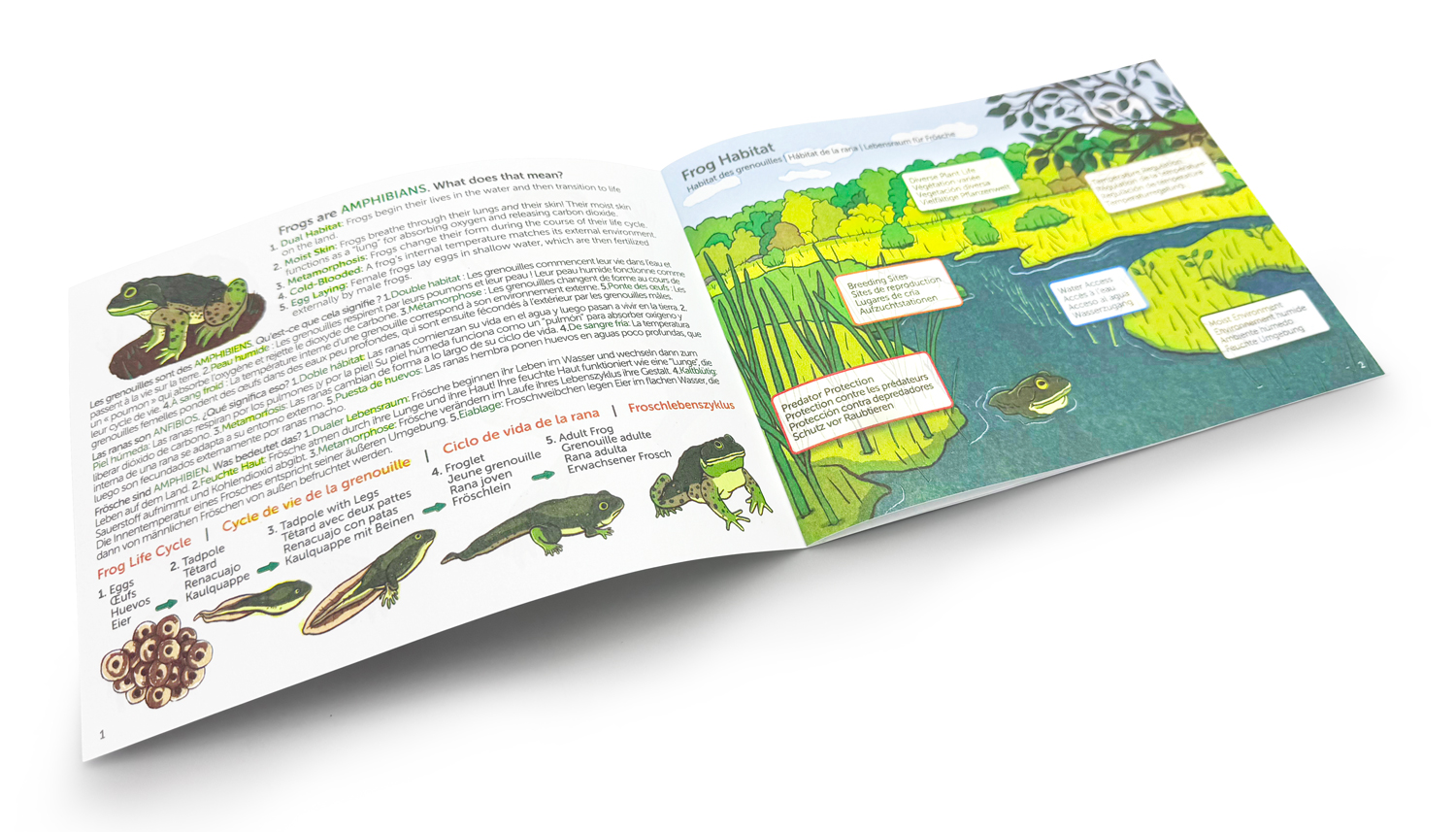 Frog dissections, dissection of a frog, frog dissections labeled, frogs, frog anatomy, frog diagram, frog dissection lab, Frog dissection kit, frog dissection guide, frog anatomy guide, frog anatomy guide, frog dissection kit, frog dissection worksheet, frog dissection guide, frog dissection simulation, frog dissection diagram labeled