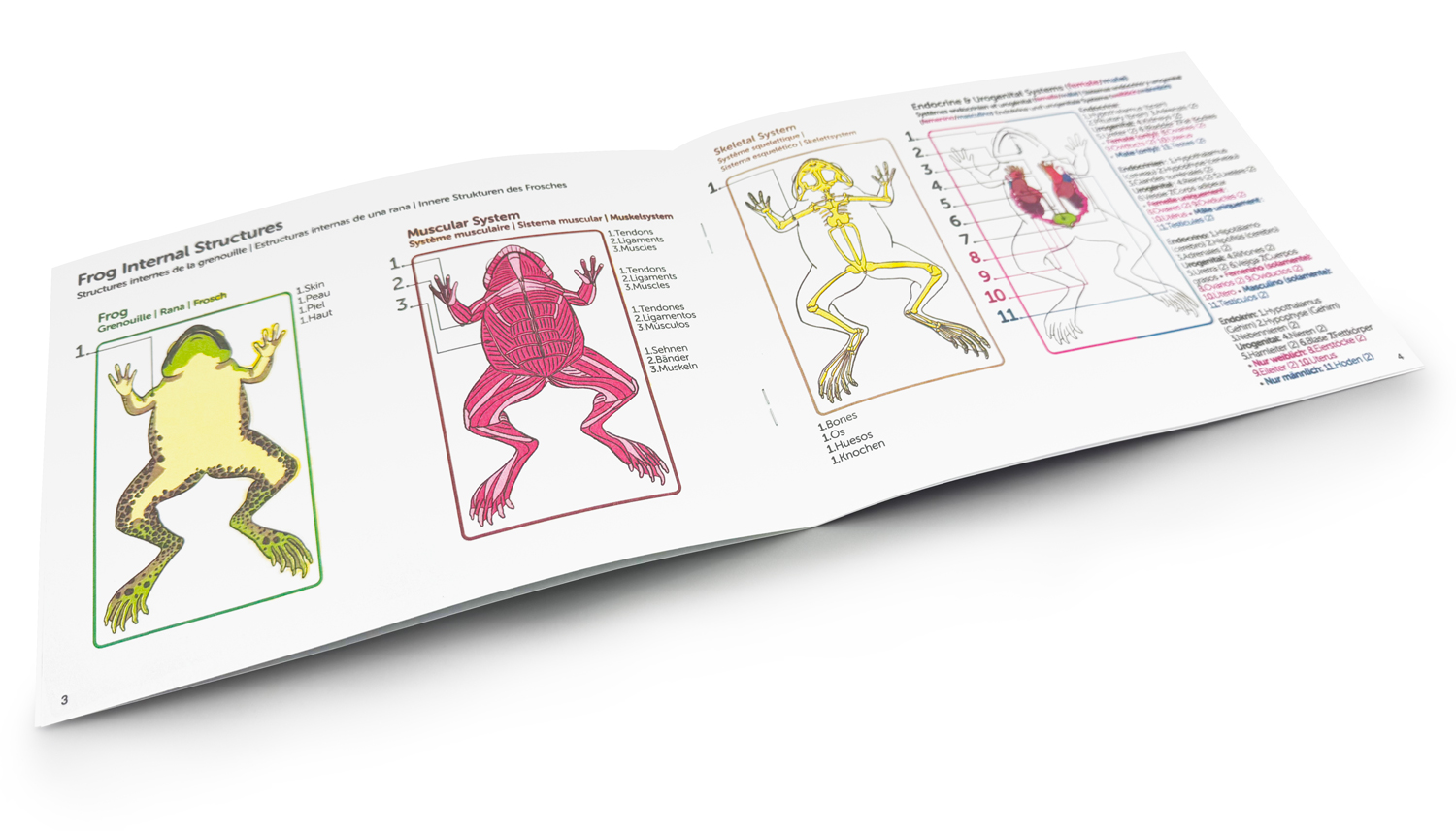 Frog dissections, dissection of a frog, frog dissections labeled, frogs, frog anatomy, frog diagram, frog dissection lab, Frog dissection kit, frog dissection guide, frog anatomy guide, frog anatomy guide, frog dissection kit, frog dissection worksheet, frog dissection guide, frog dissection simulation, frog dissection diagram labeled