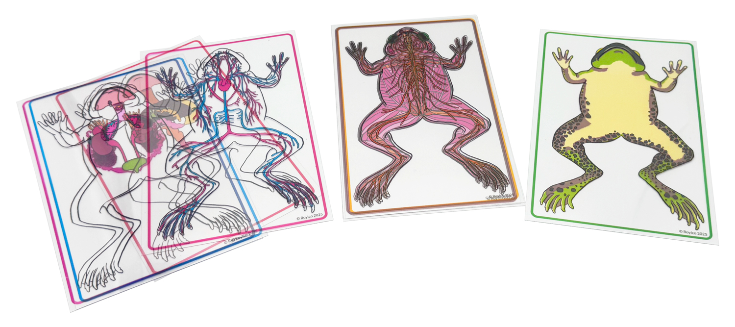 Frog dissections, dissection of a frog, frog dissections labeled, frogs, frog anatomy, frog diagram, frog dissection lab, Frog dissection kit, frog dissection guide, frog anatomy guide, frog anatomy guide, frog dissection kit, frog dissection worksheet, frog dissection guide, frog dissection simulation, frog dissection diagram labeled