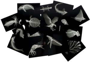 Great Barrier Reef X-Rays by Roylco
