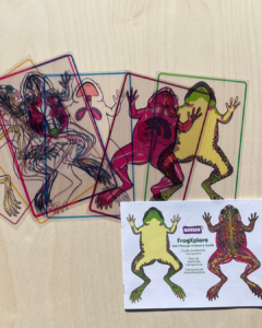 Roylco frog dissection learning kit, x-ray cards of frogs, learning booklet about frogs