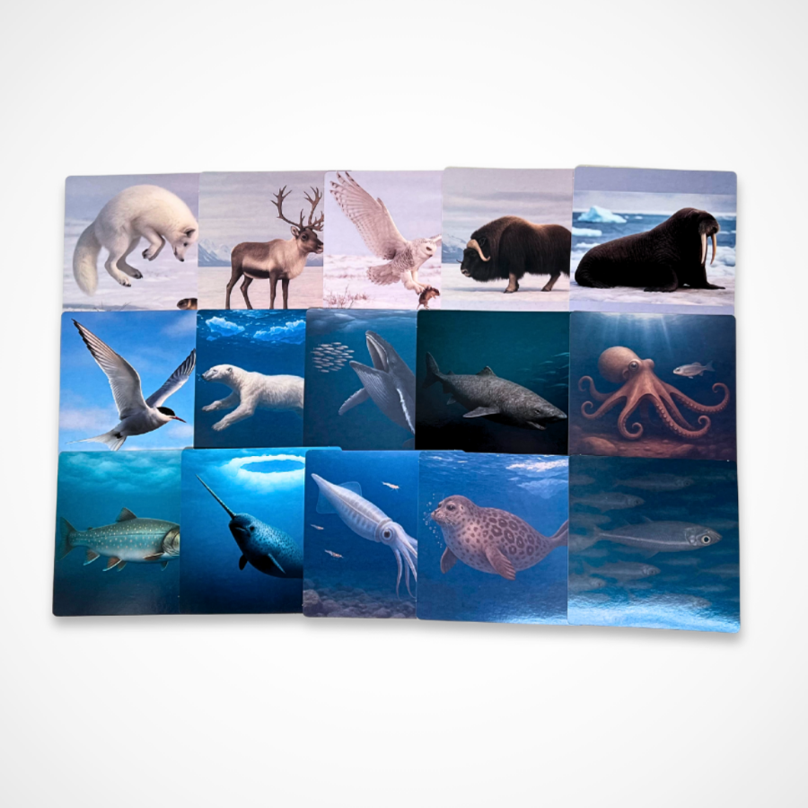 Artic animals, artic animal x-rays, animal x-rays