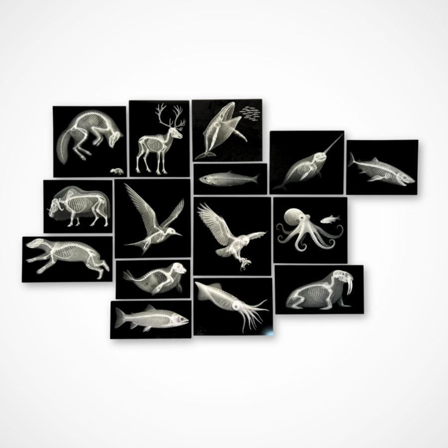 Roylco's animal x-rays, artic animals, artic animal x-rays, x-rays of animals
