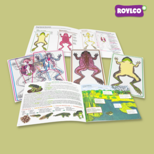 Roylco's Frog Dissection kit