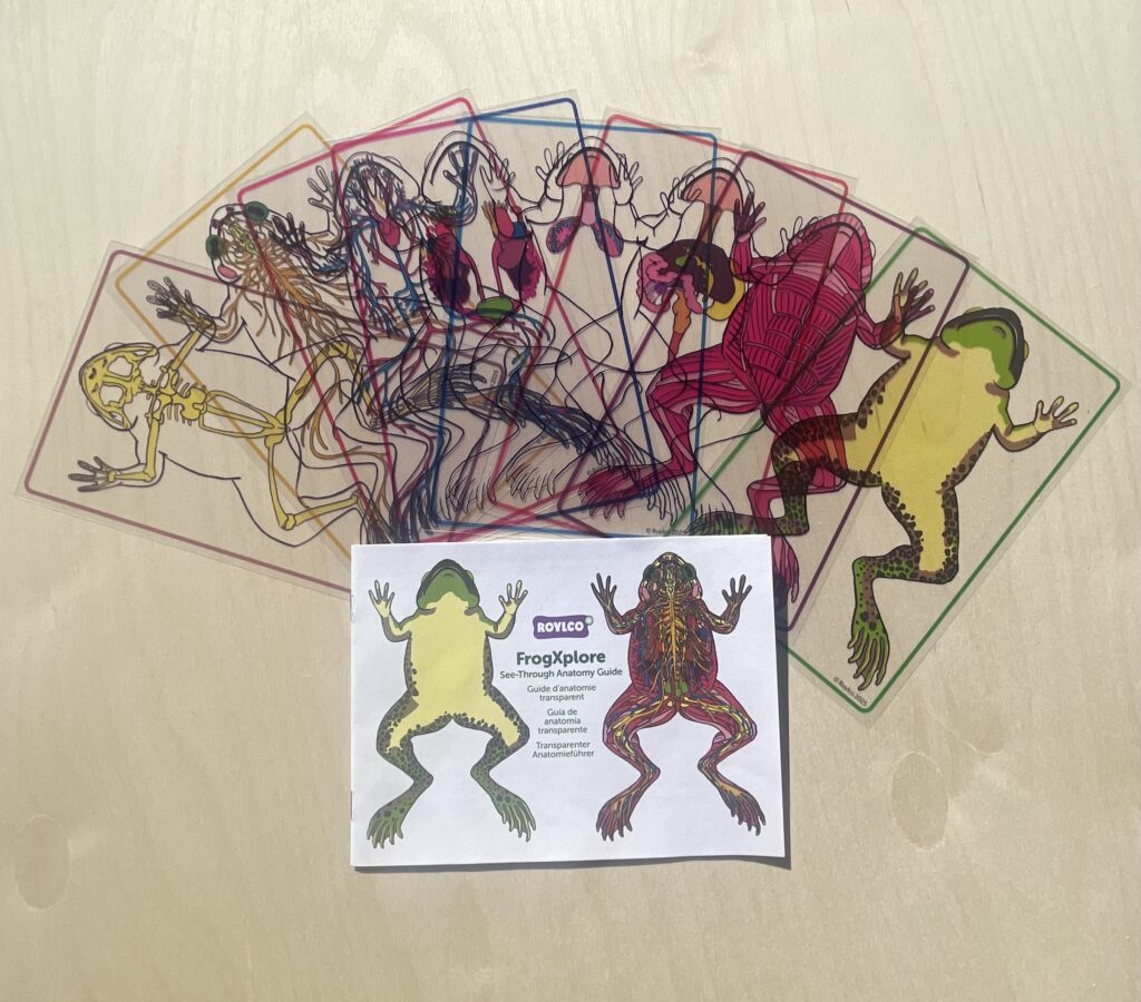 Frog dissections, dissection of a frog, frog dissections labeled, frogs, frog anatomy, frog diagram, frog dissection lab, Frog dissection kit, frog dissection guide, frog anatomy guide, frog anatomy guide, frog dissection kit