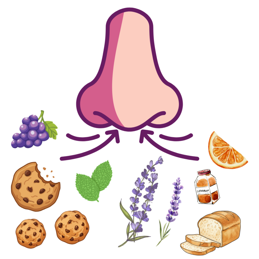The power of smell and how to olfactory system works to create memories